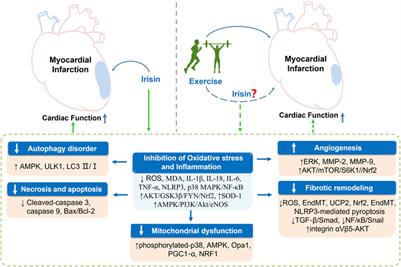 Irisin is an Effector Molecule in Exercise Rehabilitation Following Myocardial Infarction (Review)